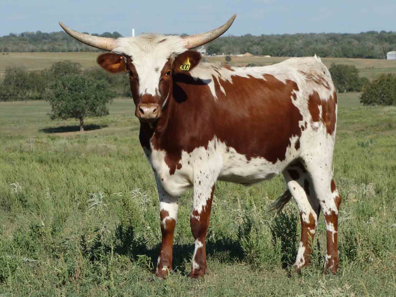 happy trails rocking cow